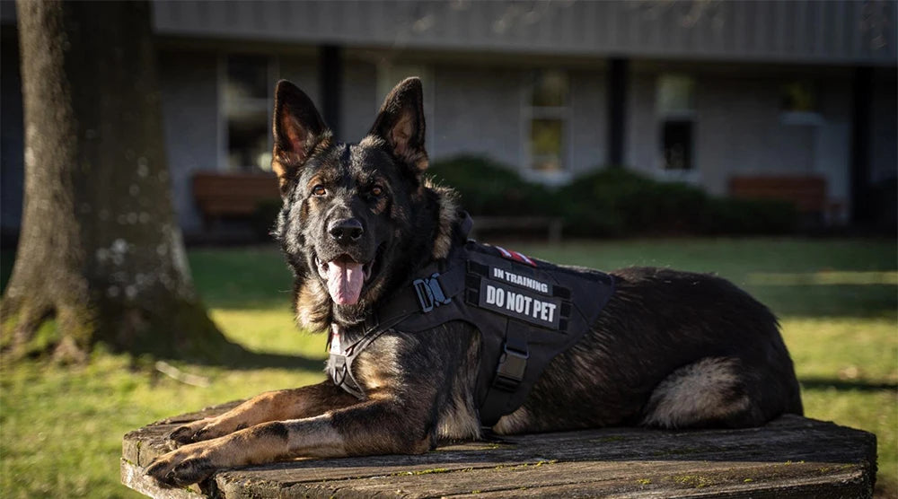 Military Large Dog Harness